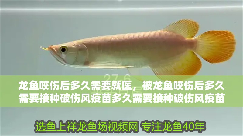 龍魚咬傷后多久需要就醫，被龍魚咬傷后多久需要接種破傷風疫苗多久需要接種破傷風疫苗