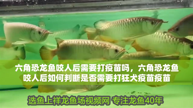 六角恐龍魚咬人后需要打疫苗嗎，六角恐龍魚咬人后如何判斷是否需要打狂犬疫苗疫苗