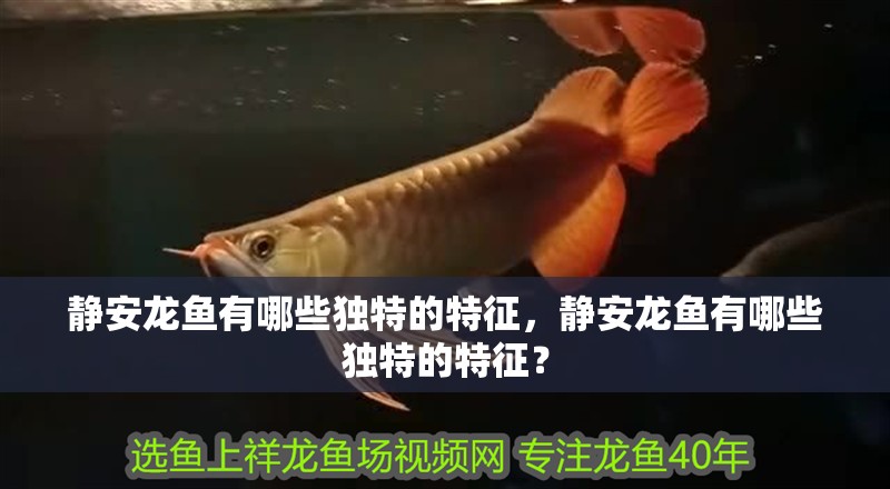 靜安龍魚(yú)有哪些獨(dú)特的特征，靜安龍魚(yú)有哪些獨(dú)特的特征？