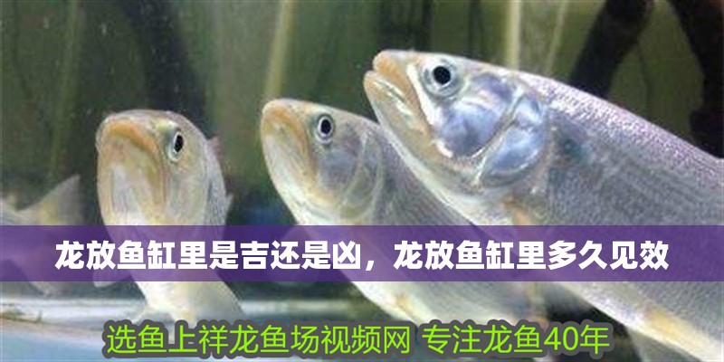 龍放魚(yú)缸里是吉還是兇，龍放魚(yú)缸里多久見(jiàn)效