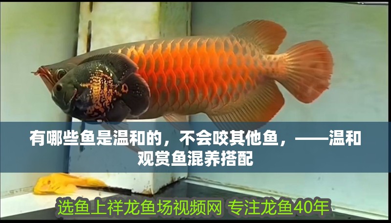 有哪些魚是溫和的，不會咬其他魚，——溫和觀賞魚混養搭配