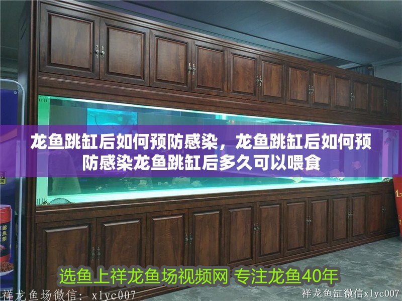 龍魚跳缸后如何預防感染，龍魚跳缸后如何預防感染龍魚跳缸后多久可以喂食