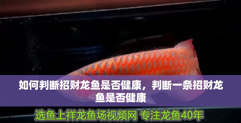 如何判斷招財龍魚是否健康，判斷一條招財龍魚是否健康