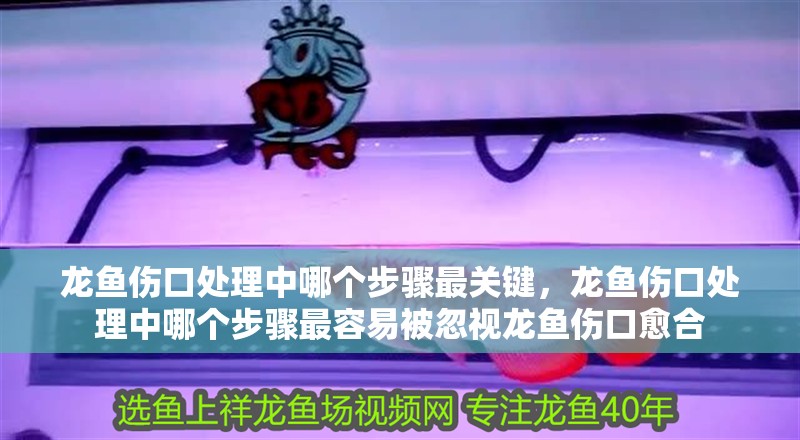 龍魚傷口處理中哪個步驟最關鍵，龍魚傷口處理中哪個步驟最容易被忽視龍魚傷口愈合