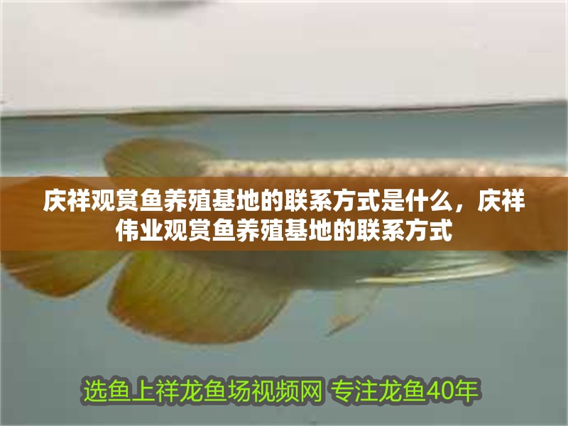 慶祥觀賞魚養殖基地的聯系方式是什么，慶祥偉業觀賞魚養殖基地的聯系方式 慶祥觀賞魚養殖基地的聯系方式是什么，慶祥偉業觀賞魚養殖基地的聯系方式 龍魚百科