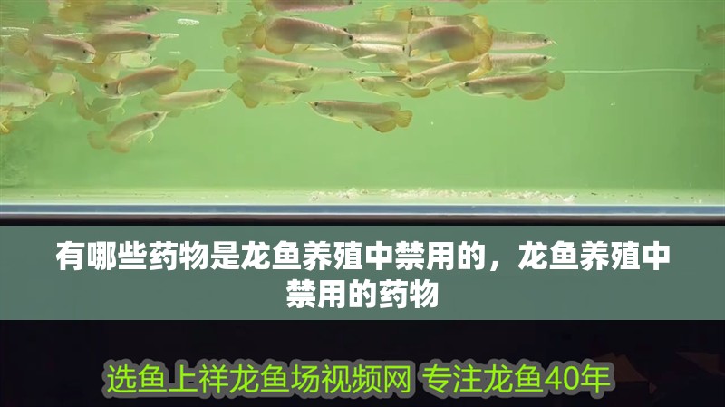 有哪些藥物是龍魚養殖中禁用的，龍魚養殖中禁用的藥物