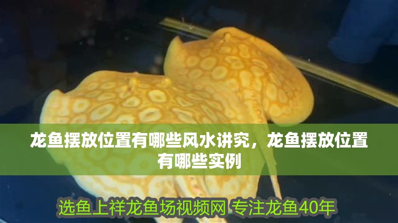 龍魚擺放位置有哪些風水講究，龍魚擺放位置有哪些實例