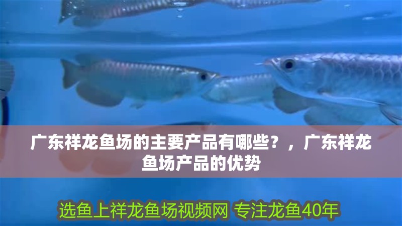 廣東祥龍魚場的主要產品有哪些？，廣東祥龍魚場產品的優勢