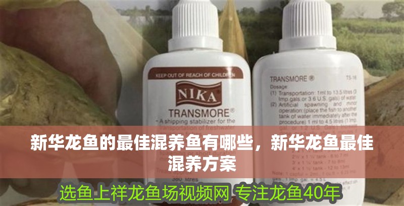 新華龍魚的最佳混養魚有哪些，新華龍魚最佳混養方案