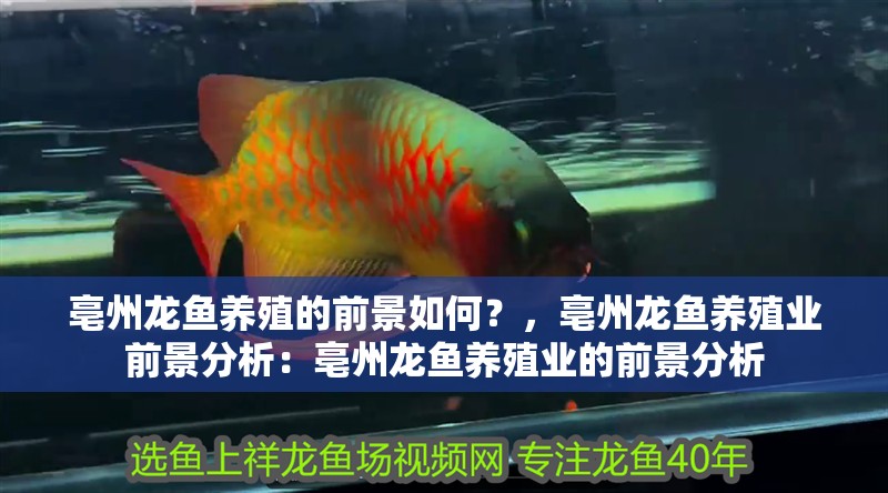 亳州龍魚養殖的前景如何？，亳州龍魚養殖業前景分析：亳州龍魚養殖業的前景分析