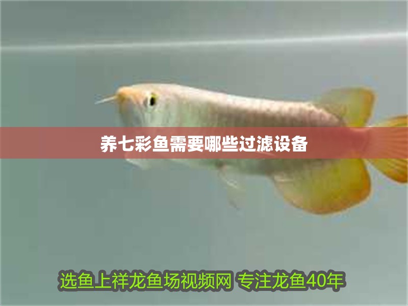 養(yǎng)七彩魚需要哪些過濾設(shè)備
