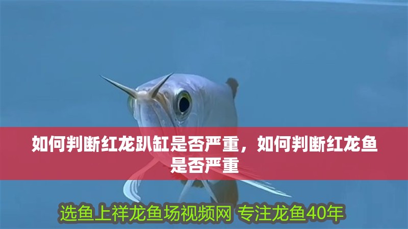 如何判斷紅龍趴缸是否嚴重，如何判斷紅龍魚是否嚴重