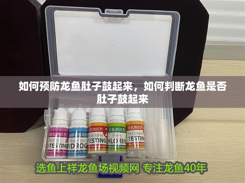 如何預防龍魚肚子鼓起來，如何判斷龍魚是否肚子鼓起來