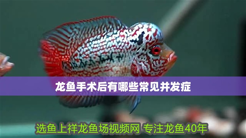 龍魚手術后有哪些常見并發癥 龍魚手術后有哪些常見并發癥 龍魚百科