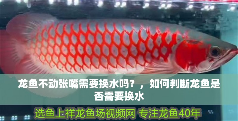 龍魚不動張嘴需要換水嗎？，如何判斷龍魚是否需要換水