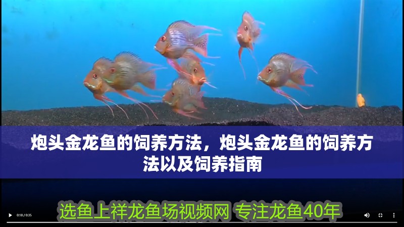 炮頭金龍魚的飼養方法，炮頭金龍魚的飼養方法以及飼養指南