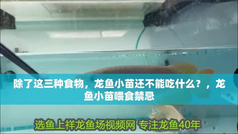 除了這三種食物，龍魚小苗還不能吃什么？，龍魚小苗喂食禁忌