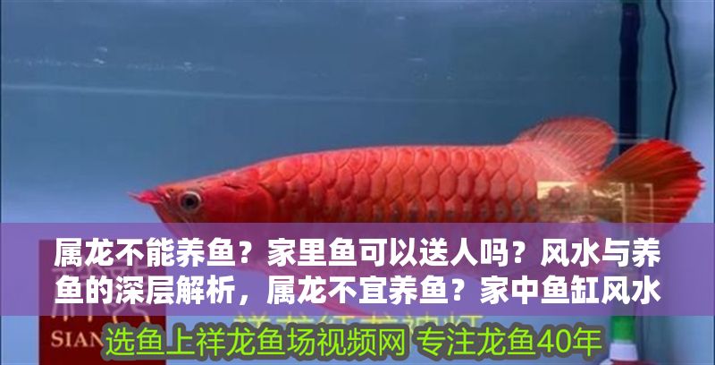 屬龍不能養(yǎng)魚？家里魚可以送人嗎？風(fēng)水與養(yǎng)魚的深層解析，屬龍不宜養(yǎng)魚？家中魚缸風(fēng)水禁忌與化解之道全解析