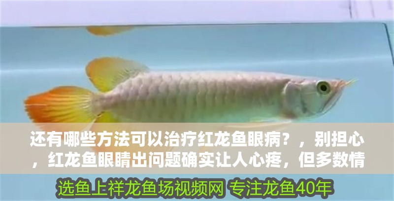 還有哪些方法可以治療紅龍魚眼病？，別擔心，紅龍魚眼睛出問題確實讓人心疼，但多數情況只要及時干預