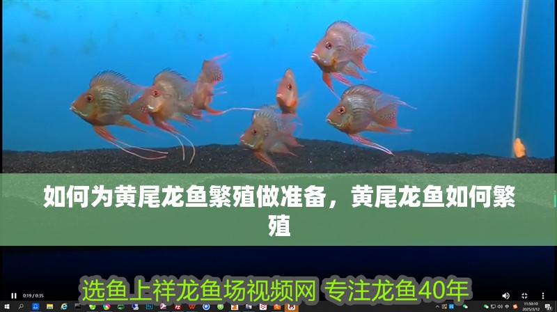 如何為黃尾龍魚繁殖做準備，黃尾龍魚如何繁殖