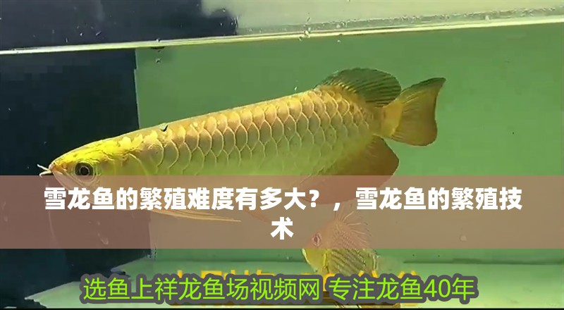 雪龍魚的繁殖難度有多大？，雪龍魚的繁殖技術
