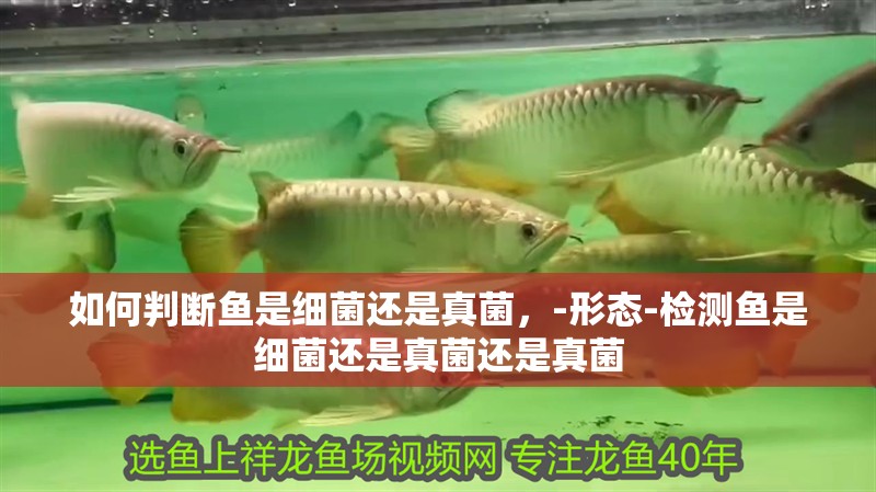 如何判斷魚是細菌還是真菌，-形態-檢測魚是細菌還是真菌還是真菌