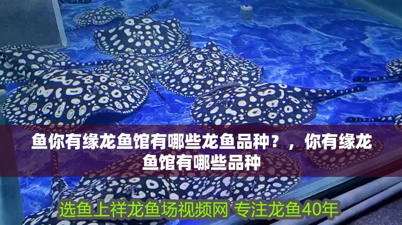魚你有緣龍魚館有哪些龍魚品種？，你有緣龍魚館有哪些品種