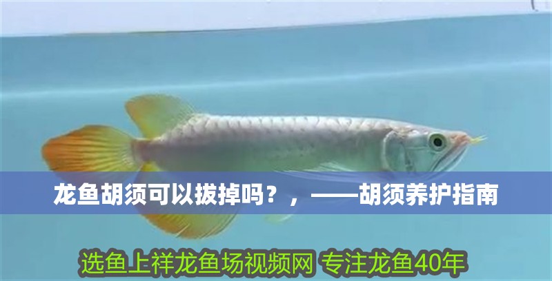 龍魚胡須可以拔掉嗎？，——胡須養(yǎng)護(hù)指南