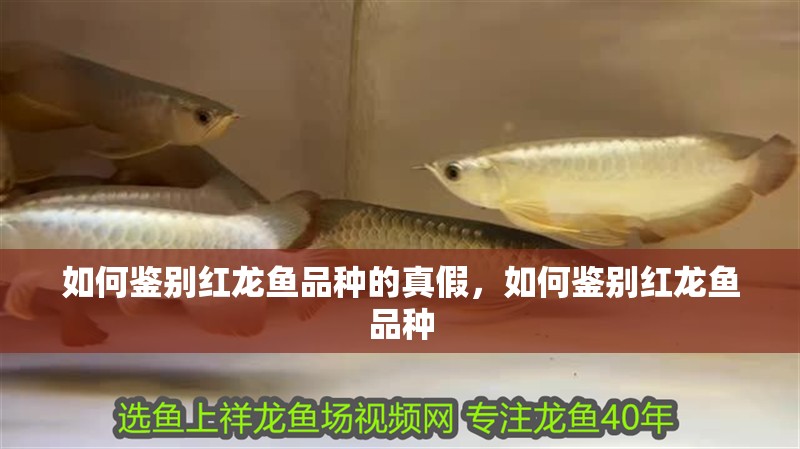 如何鑒別紅龍魚(yú)品種的真假，如何鑒別紅龍魚(yú)品種