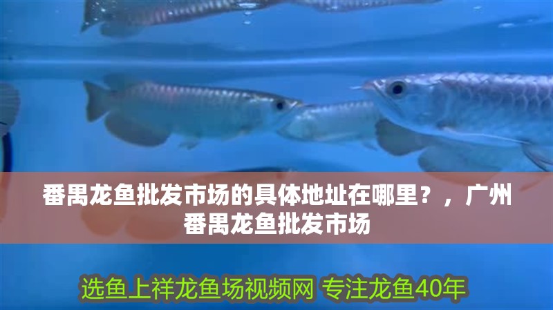番禺龍魚批發市場的具體地址在哪里？，廣州番禺龍魚批發市場