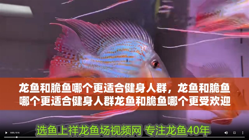 龍魚和脆魚哪個更適合健身人群，龍魚和脆魚哪個更適合健身人群龍魚和脆魚哪個更受歡迎