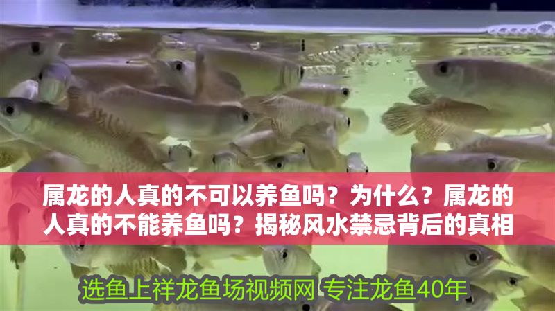 屬龍的人真的不可以養魚嗎？為什么？屬龍的人真的不能養魚嗎？揭秘風水禁忌背后的真相