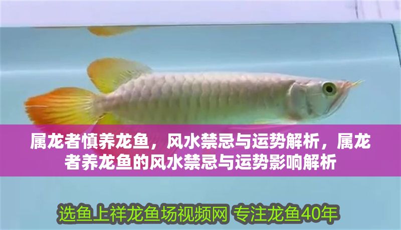 屬龍者慎養(yǎng)龍魚，風(fēng)水禁忌與運勢解析，屬龍者養(yǎng)龍魚的風(fēng)水禁忌與運勢影響解析