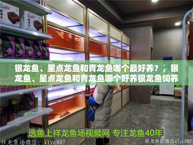 銀龍魚、星點龍魚和青龍魚哪個最好養？，銀龍魚、星點龍魚和青龍魚哪個好養銀龍魚飼養實用技巧