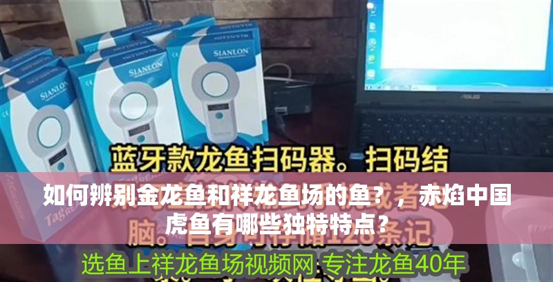 如何辨別金龍魚和祥龍魚場的魚？，赤焰中國虎魚有哪些獨特特點？ 如何辨別金龍魚和祥龍魚場的魚？，赤焰中國虎魚有哪些獨特特點？ 龍魚百科