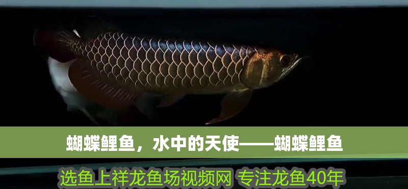 蝴蝶鯉魚，水中的天使——蝴蝶鯉魚