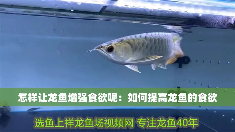 怎樣讓龍魚增強食欲呢：如何提高龍魚的食欲
