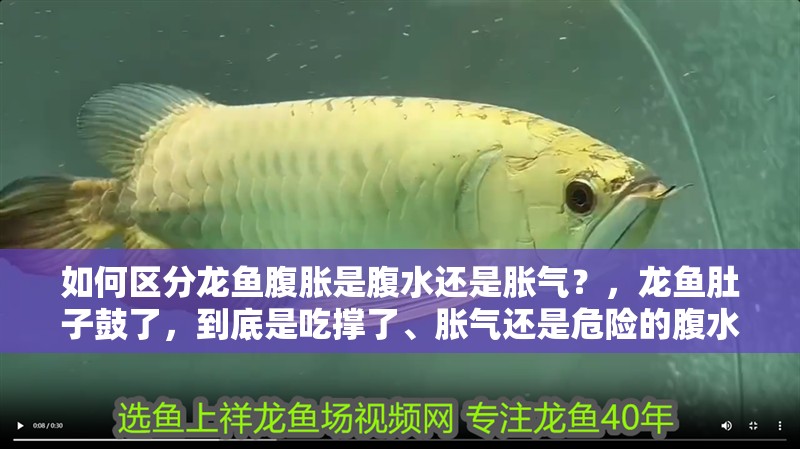 如何區分龍魚腹脹是腹水還是脹氣？，龍魚肚子鼓了，到底是吃撐了、脹氣還是危險的腹水？
