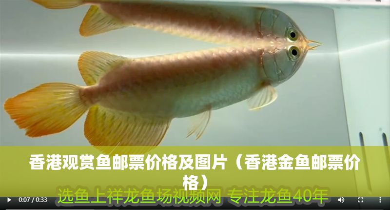 香港觀賞魚郵票價格及圖片（香港金魚郵票價格）