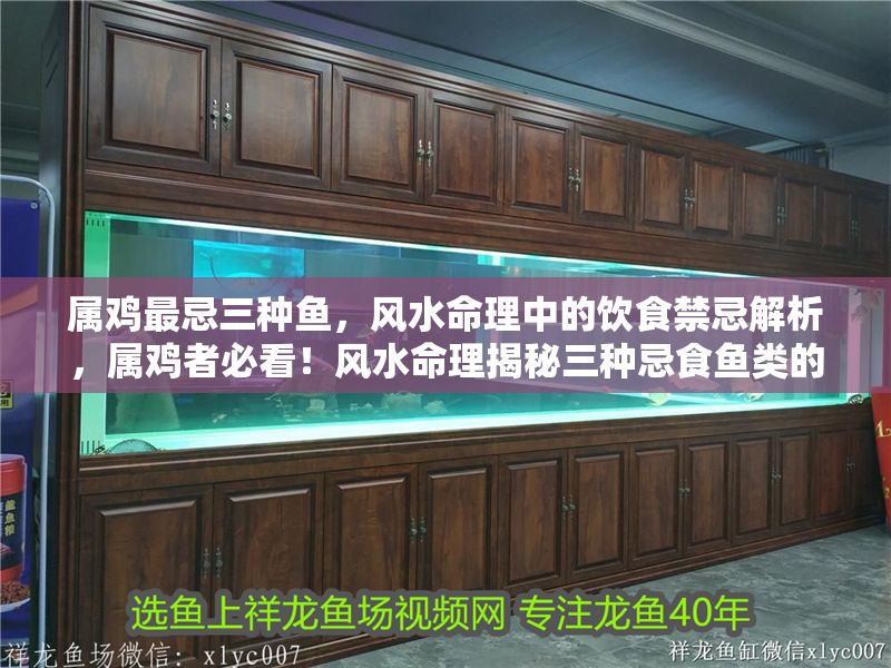 屬雞最忌三種魚，風水命理中的飲食禁忌解析，屬雞者必看！風水命理揭秘三種忌食魚類的飲食禁忌