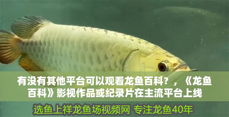 有沒有其他平臺可以觀看龍魚百科？，《龍魚百科》影視作品或紀(jì)錄片在主流平臺上線