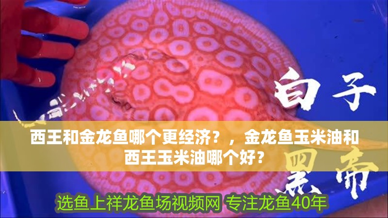 西王和金龍魚(yú)哪個(gè)更經(jīng)濟(jì)？，金龍魚(yú)玉米油和西王玉米油哪個(gè)好？