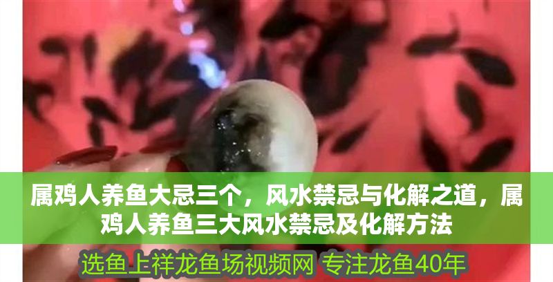 屬雞人養魚大忌三個，風水禁忌與化解之道，屬雞人養魚三大風水禁忌及化解方法