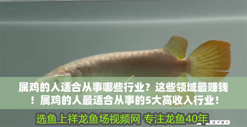 屬雞的人適合從事哪些行業？這些領域最賺錢！屬雞的人最適合從事的5大高收入行業！