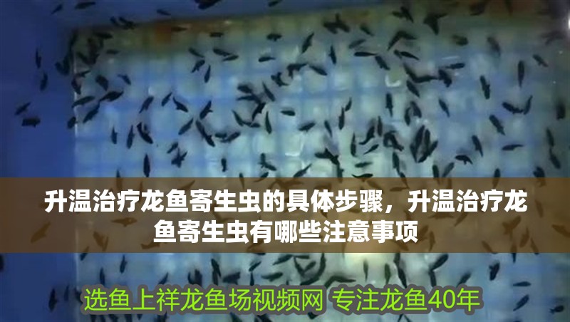 升溫治療龍魚寄生蟲的具體步驟，升溫治療龍魚寄生蟲有哪些注意事項
