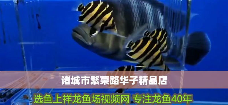 諸城市繁榮路華子精品店 全國水族館企業名錄 第1張 諸城市繁榮路華子精品店 諸城市繁榮路華子精品店 全國水族館企業名錄 第1張