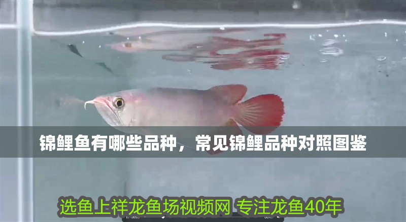 錦鯉魚有哪些品種，常見錦鯉品種對照圖鑒