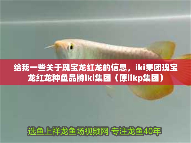 給我一些關于瑰寶龍紅龍的信息，iki集團瑰寶龍紅龍種魚品牌iki集團（原iikp集團）