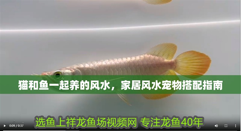 貓和魚一起養的風水，家居風水寵物搭配指南