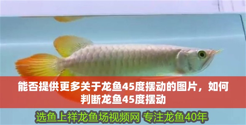 能否提供更多關(guān)于龍魚45度擺動(dòng)的圖片，如何判斷龍魚45度擺動(dòng)